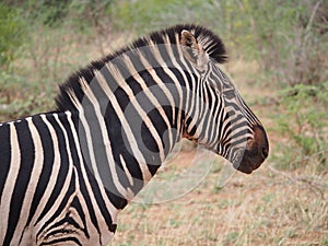 Burchell`s zebra