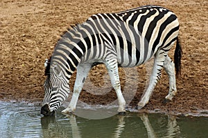 Burchell's Zebra