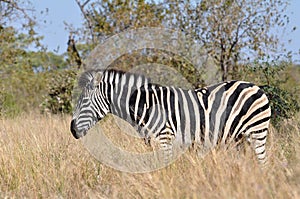 Burchell's Zebra in Africa