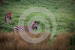 Burchell`s Zebra behind tall grass with green grass background photo