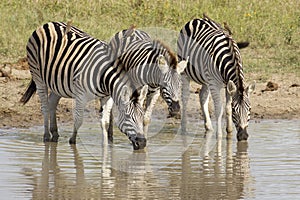Burchell's Zebra drinking, South Africa
