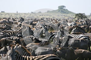 Burchell's zebra (Equus burchelli)