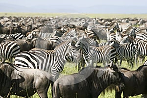 Burchell's zebra (Equus burchelli)