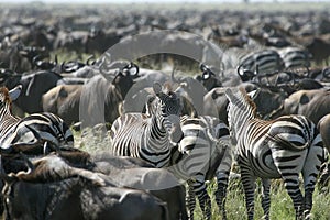 Burchell's zebra (Equus burchelli)