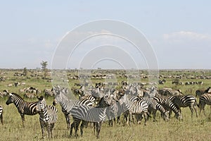 Burchell's zebra (Equus burchelli)