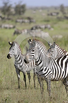 Burchell's zebra (Equus burchelli)