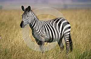 Burchell`s Zebra, equus burchelli, Adult, Masai Mara Park in Kenya photo