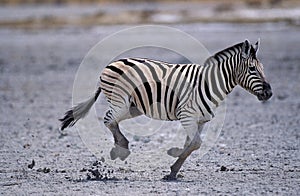 BURCHELL`S ZEBRA equus burchelli, ADULT RUNNING, TANZANIA