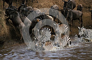 Burchell`s Zebra, equus burchelli, and Blue Wildebeest, connochaetes taurinus, Group crossing Mara River during Migration, Masai