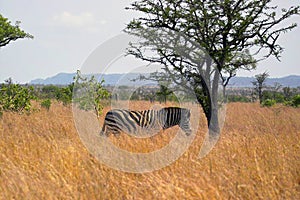 Burchells Zebra [Equus burchelli] photo