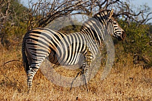 Burchell's Zebra (Equus burchellii)