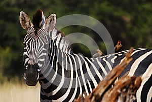 Burchell's Zebra (Equus burchellii) photo