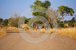 Burchell's Zebra (Equus burchellii) photo