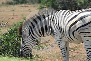 Burchell's zebra (Equus burchellii) close-up photo
