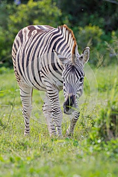 Burchell's zebra (equus quagga)