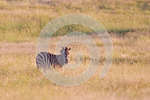 Burchell's zebra (equus quagga)