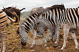 Burchell`s Zebra Equus quagga burchellii 13486