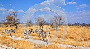 Burchell`s zebra, Equus quagga burchellii