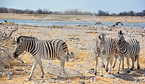 Burchell`s zebra, Equus quagga burchellii