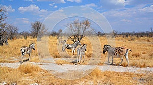 Burchell`s zebra, Equus quagga burchellii