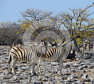 Burchell`s zebra, Equus quagga burchellii