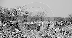 Burchell`s zebra, Equus quagga burchellii