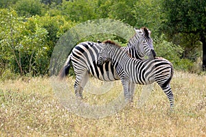 Burchell's zebra (Equus quagga burchellii)