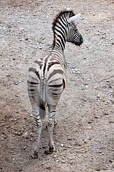 Burchell's zebra (Equus quagga burchellii).