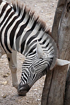 Burchell's zebra (Equus quagga burchellii).
