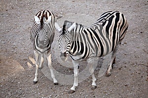 Burchell's zebra (Equus quagga burchellii).