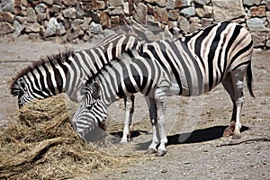 Burchell's zebra (Equus quagga burchellii).