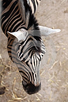 Burchell's zebra (Equus quagga burchellii).