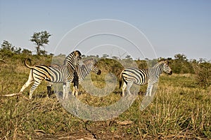 Burchell's zebra (Equus quagga burchellii)