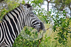 Burchell's zebra (Equus quagga burchellii)