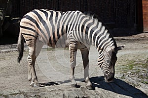 Burchell's zebra (Equus quagga burchellii). photo