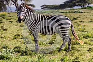 Burchell's zebra (Equus quagga burchellii) at Crescent Island Game Sanctuary on Naivasha lake, Ken