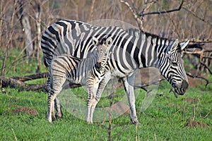 Burchell's zebra (Equus quagga burchellii) photo