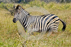 Burchell's zebra (Equus quagga burchellii) in Kruger National Park photo