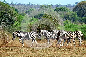 Burchell's zebra (Equus quagga burchellii) photo
