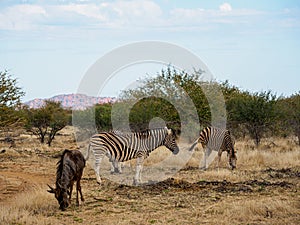 Burchell\'s zebra, Equus quagga burchellii. Madikwe Game Reserve, South Africa