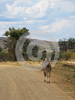 Burchell\'s zebra, Equus quagga burchellii. Madikwe Game Reserve, South Africa