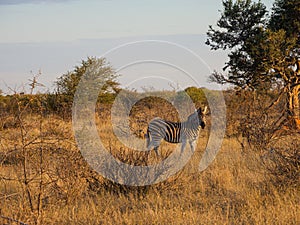 Burchell\'s zebra, Equus quagga burchellii. Madikwe Game Reserve, South Africa
