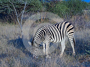 Burchell\'s zebra, Equus quagga burchellii. Madikwe Game Reserve, South Africa