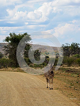 Burchell\'s zebra, Equus quagga burchellii. Madikwe Game Reserve, South Africa