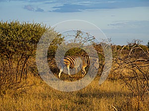 Burchell\'s zebra, Equus quagga burchellii. Madikwe Game Reserve, South Africa