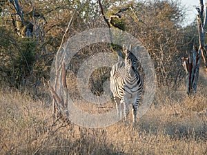 Burchell\'s zebra, Equus quagga burchellii. Madikwe Game Reserve, South Africa