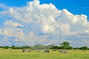 Burchell`s zebra, Equus quagga burchellii, Moremi, Okavango delta, Botswana, Africa. Wild animal on the green meadow. Wildlife