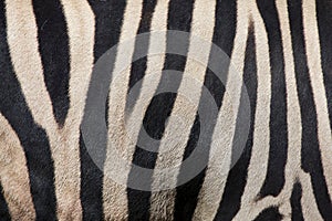 Burchell`s zebra Equus quagga burchellii. Skin texture