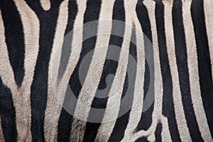 Burchell's zebra (Equus quagga burchellii). Skin texture.