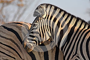 Burchell`s zebra Equus quagga in the Etosha National Park in Namibia